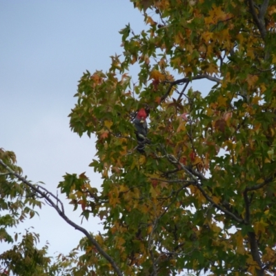 Callocephalon fimbriatum (Gang-gang Cockatoo) at Lyons, ACT - 4 May 2022 by jedp03