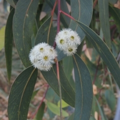 Eucalyptus racemosa (Narrow-leaved Scribbly Gum) at Pollinator-friendly garden Conder - 13 Jan 2022 by michaelb