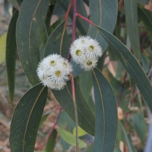 Eucalyptus racemosa at Conder, ACT - 13 Jan 2022