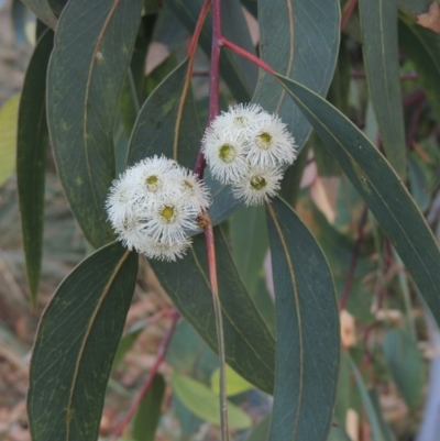 Eucalyptus racemosa (Narrow-leaved Scribbly Gum) at Pollinator-friendly garden Conder - 13 Jan 2022 by michaelb