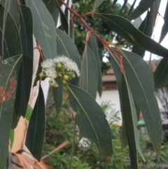 Eucalyptus racemosa at Conder, ACT - 13 Jan 2022