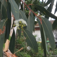 Eucalyptus racemosa at Conder, ACT - 13 Jan 2022 05:49 PM