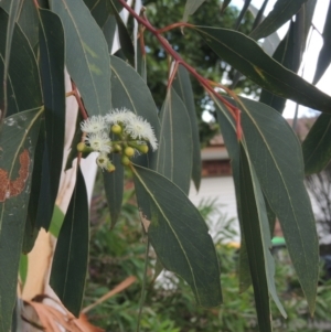 Eucalyptus racemosa at Conder, ACT - 13 Jan 2022