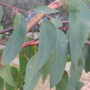 Eucalyptus racemosa at Conder, ACT - 13 Jan 2022