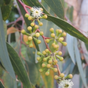 Eucalyptus racemosa at Conder, ACT - 13 Jan 2022 05:49 PM