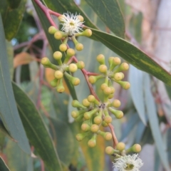 Eucalyptus racemosa at Conder, ACT - 13 Jan 2022