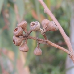 Eucalyptus racemosa at Conder, ACT - 13 Jan 2022 05:49 PM