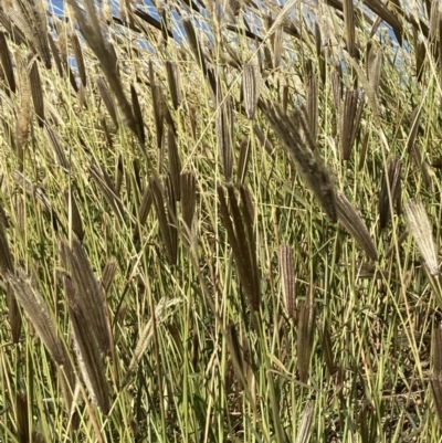 Chloris virgata (Feathertop Rhodes Grass) at Campbell, ACT - 5 May 2022 by SilkeSma