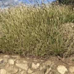 Chloris virgata at Campbell, ACT - 5 May 2022