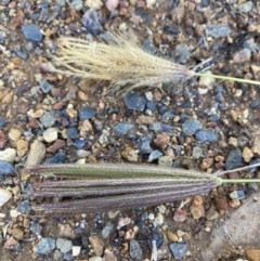 Chloris virgata at Campbell, ACT - 5 May 2022