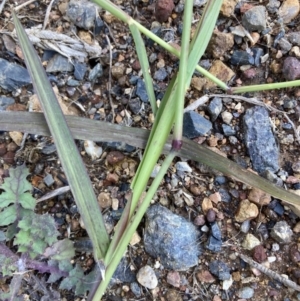 Chloris virgata at Campbell, ACT - 5 May 2022