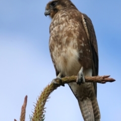 Falco berigora (Brown Falcon) at Coree, ACT - 25 Apr 2022 by jb2602