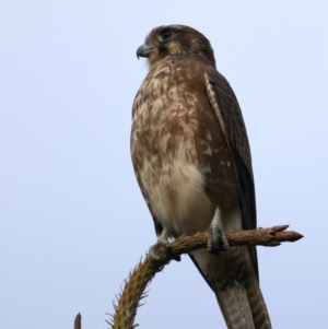 Falco berigora at Coree, ACT - 25 Apr 2022