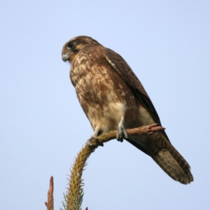 Falco berigora at Coree, ACT - 25 Apr 2022