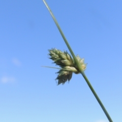 Carex inversa (Knob Sedge) at Tidbinbilla Nature Reserve - 23 Jan 2022 by michaelb