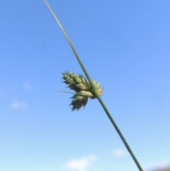 Carex inversa at Paddys River, ACT - 23 Jan 2022