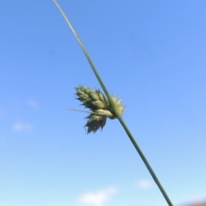 Carex inversa at Paddys River, ACT - 23 Jan 2022