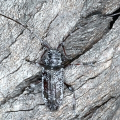 Disterna canosa (A longhorn beetle) at Birrigai - 25 Apr 2022 by jb2602