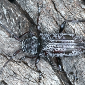 Disterna canosa at Paddys River, ACT - 25 Apr 2022 11:48 AM