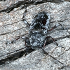 Disterna canosa at Paddys River, ACT - 25 Apr 2022 11:48 AM