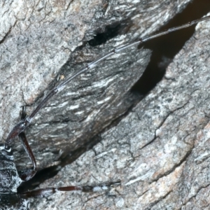 Disterna canosa at Paddys River, ACT - 25 Apr 2022 11:48 AM