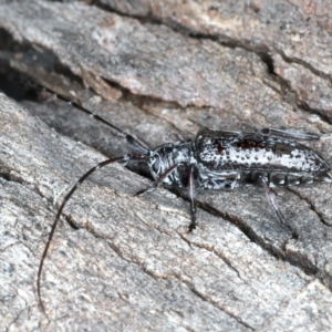 Disterna canosa at Paddys River, ACT - 25 Apr 2022 11:48 AM