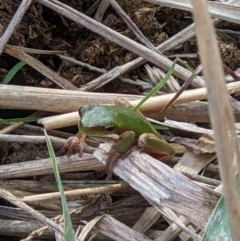 Litoria fallax (Eastern Dwarf Tree Frog) at Wodonga - 3 May 2022 by ChrisAllen