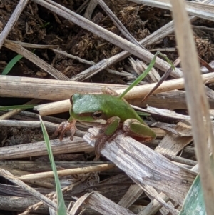 Litoria fallax at Baranduda, VIC - 3 May 2022