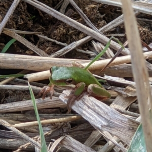 Litoria fallax at Baranduda, VIC - 3 May 2022 01:48 PM