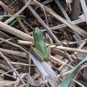 Litoria fallax at Baranduda, VIC - 3 May 2022