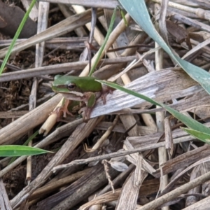 Litoria fallax at Baranduda, VIC - 3 May 2022