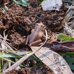 Litoria sp. (genus) (A tree frog) at Wodonga - 3 May 2022 by ChrisAllen