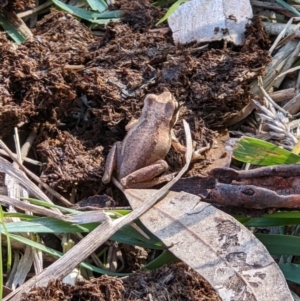 Litoria sp. (genus) at Baranduda, VIC - 3 May 2022