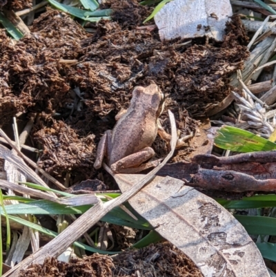 Litoria sp. (genus) (A tree frog) at Wodonga - 3 May 2022 by ChrisAllen