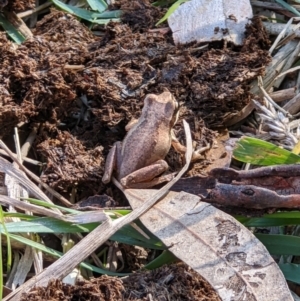 Litoria sp. (genus) (A tree frog) at Baranduda, VIC by ChrisAllen