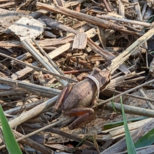 Litoria sp. (genus) at Baranduda, VIC - 3 May 2022