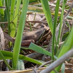 Litoria sp. (genus) at Baranduda, VIC - 3 May 2022