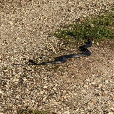 Pseudechis porphyriacus (Red-bellied Black Snake) at Wodonga, VIC - 4 May 2022 by ChrisAllen