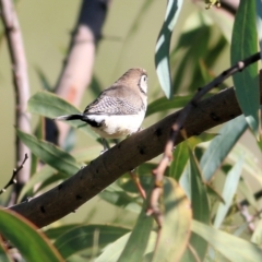 Stizoptera bichenovii (Double-barred Finch) at Wodonga, VIC - 5 May 2022 by KylieWaldon