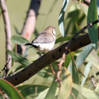 Stizoptera bichenovii (Double-barred Finch) at WREN Reserves - 5 May 2022 by KylieWaldon