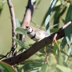 Stizoptera bichenovii at Wodonga, VIC - 5 May 2022