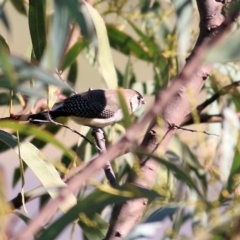 Stizoptera bichenovii at Wodonga, VIC - 5 May 2022