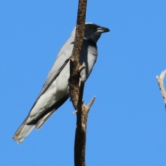 Coracina novaehollandiae (Black-faced Cuckooshrike) at Wodonga, VIC - 5 May 2022 by KylieWaldon