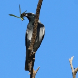 Coracina novaehollandiae at Wodonga, VIC - 5 May 2022