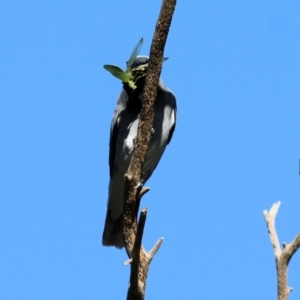 Coracina novaehollandiae at Wodonga, VIC - 5 May 2022