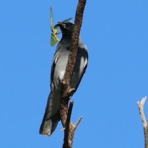 Coracina novaehollandiae at Wodonga, VIC - 5 May 2022