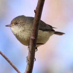 Acanthiza reguloides (Buff-rumped Thornbill) at WREN Reserves - 4 May 2022 by KylieWaldon