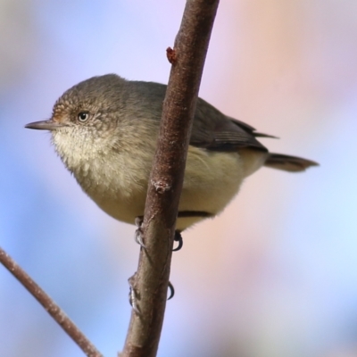 Acanthiza reguloides (Buff-rumped Thornbill) at Wodonga, VIC - 4 May 2022 by KylieWaldon