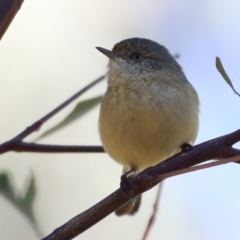 Acanthiza reguloides at Wodonga, VIC - 5 May 2022 09:54 AM