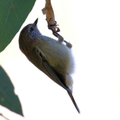 Acanthiza lineata (Striated Thornbill) at WREN Reserves - 4 May 2022 by KylieWaldon